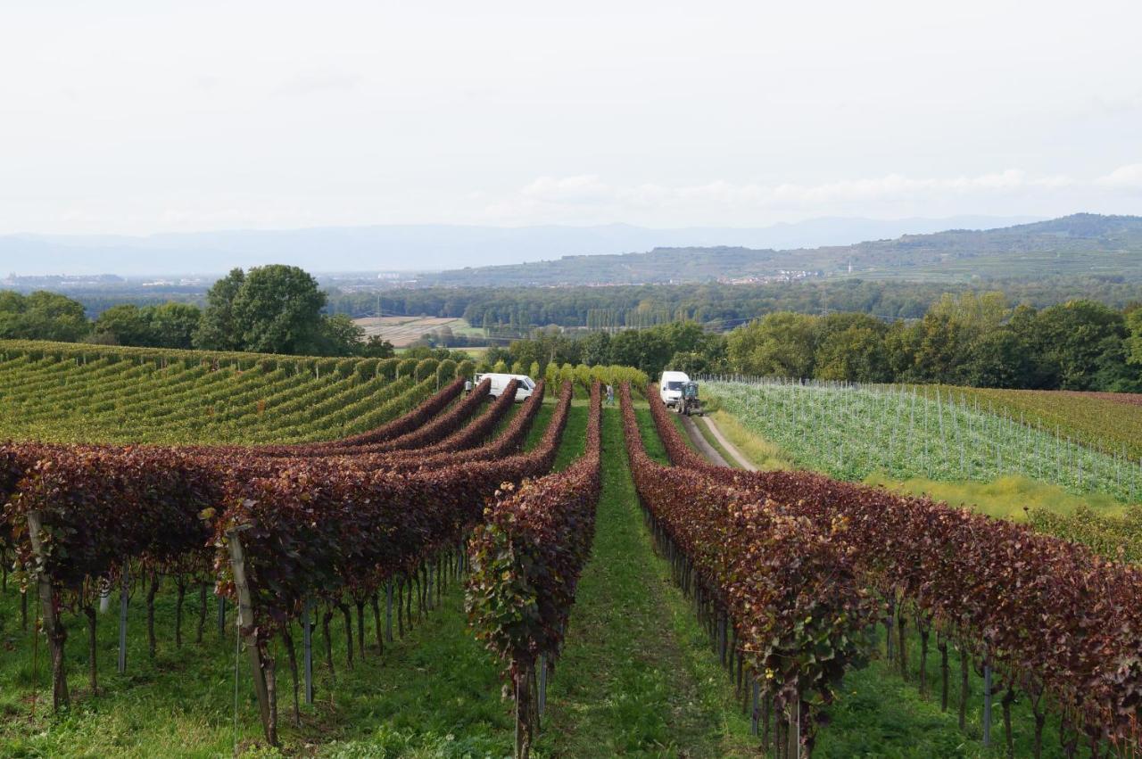 Apartment Weingut Landmann Freiburg im Breisgau